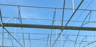 Identifica UAT plantas con potencial bioinsecticida