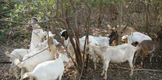 Produce la UAT cabritos de calidad suprema