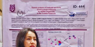 Investigadora de la UAT presenta en Tailandia estudio genético de las tortugas carey