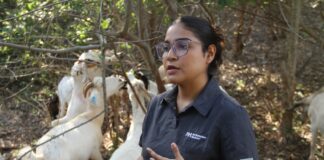 Analiza UAT innovaciones de mejoramiento para la producción caprina